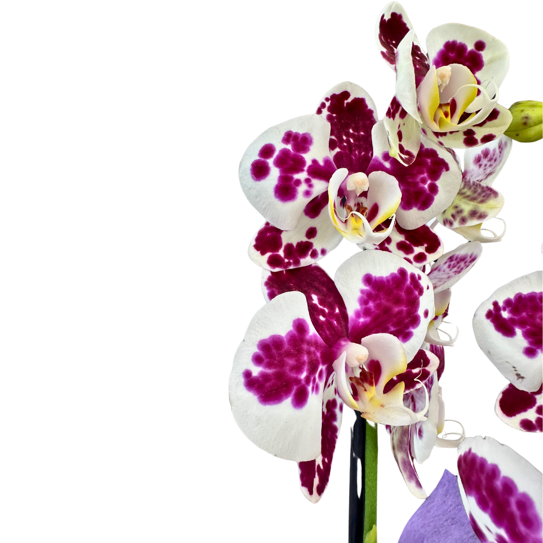 Orquídea O Phalaenopsis 2 Varas, Especial Para Regalo_2