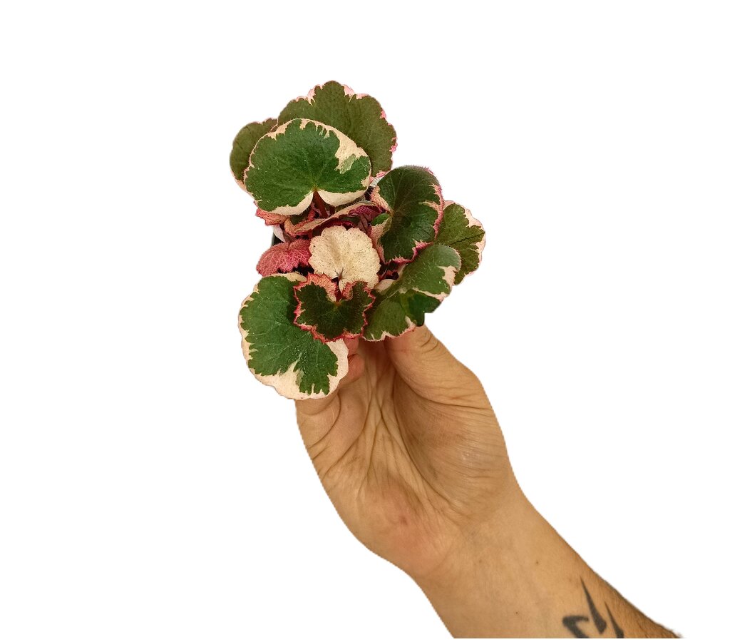 Saxifraga Stolonifera M6