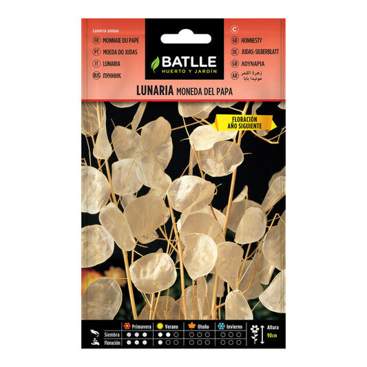Semillas de Lunaria moneda del Papa Batlle