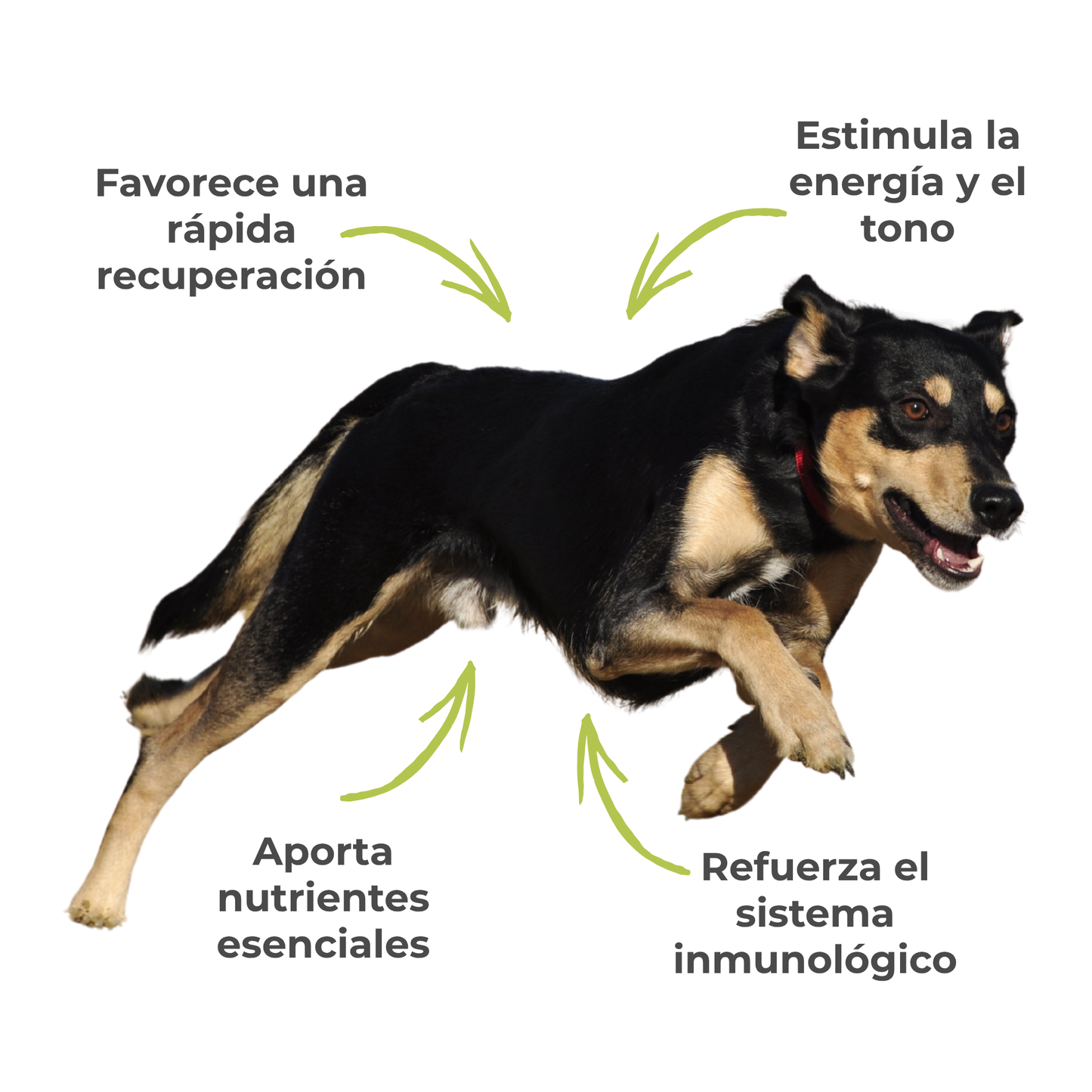 Suplemento natural para perros y gatos – Fórmula Energía y Vitalidad ECO 100 g