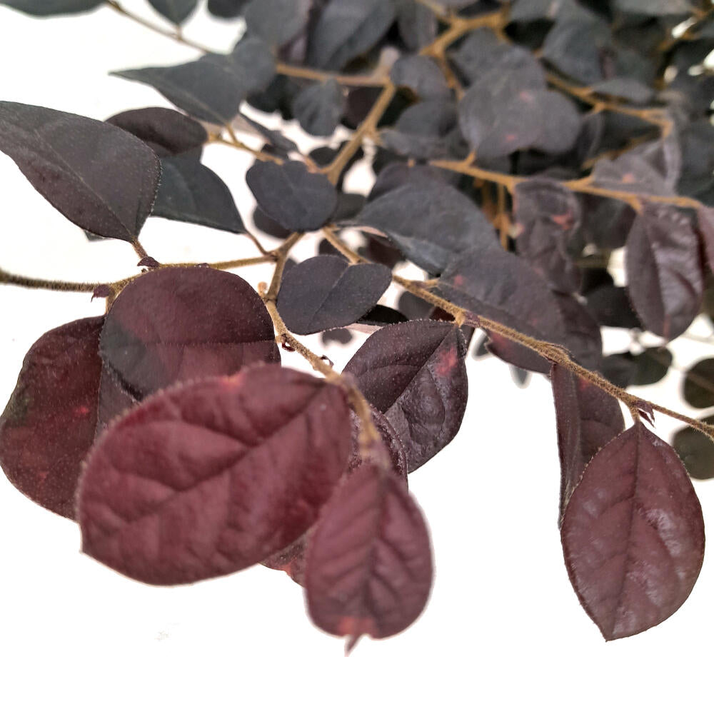 Loropetalum Chinense 20/30 2.5 L 40cm