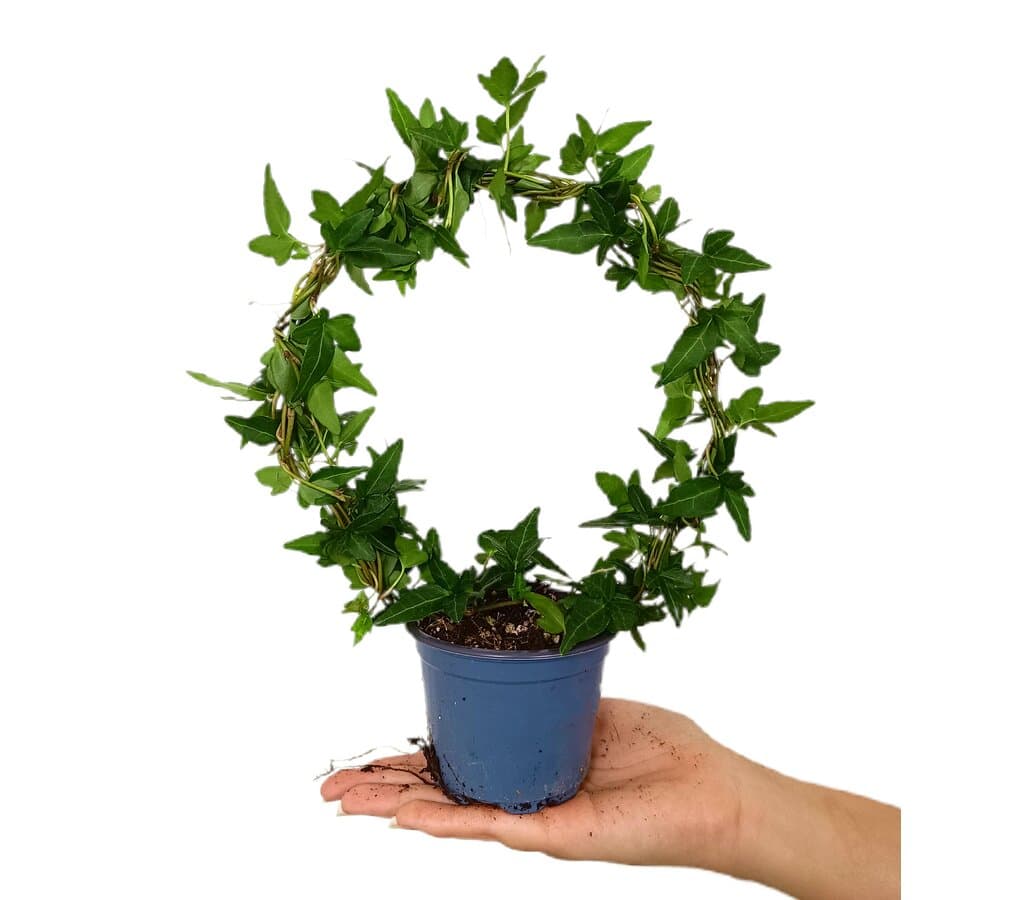 Hedera Helix Arco M9_0