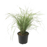 Plantas De Hierba De Caña - Calamagrostis 'overdam' - Altura 20-30cm - ⌀23cm