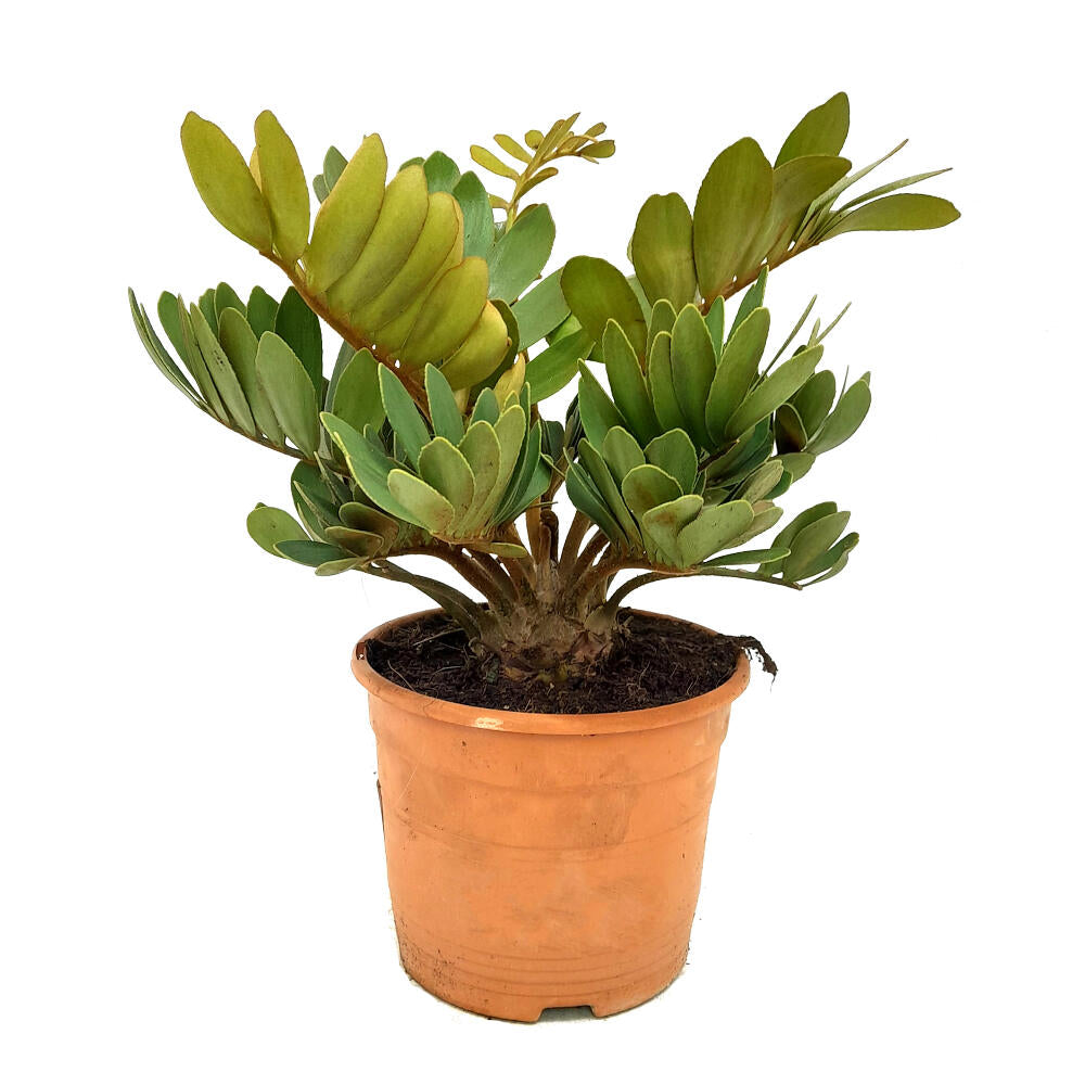 Zamia Furfuracea M20 40cm (palma Bola)