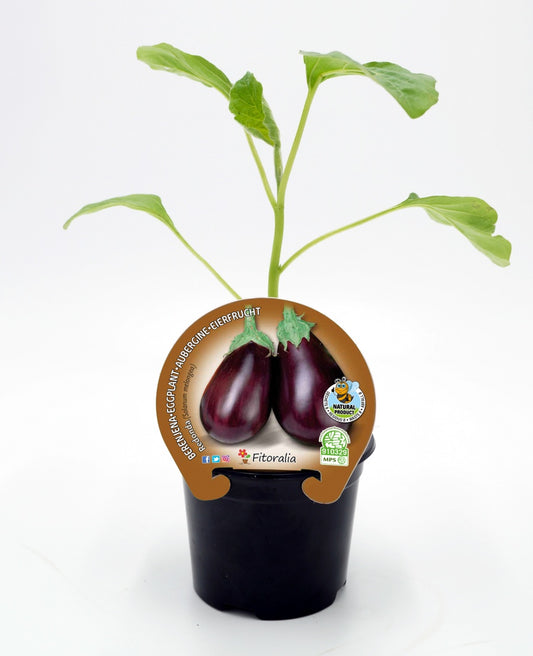 Plantón Berenjena Redonda En Maceta 10,5 Cm. Natural - Fitoralia