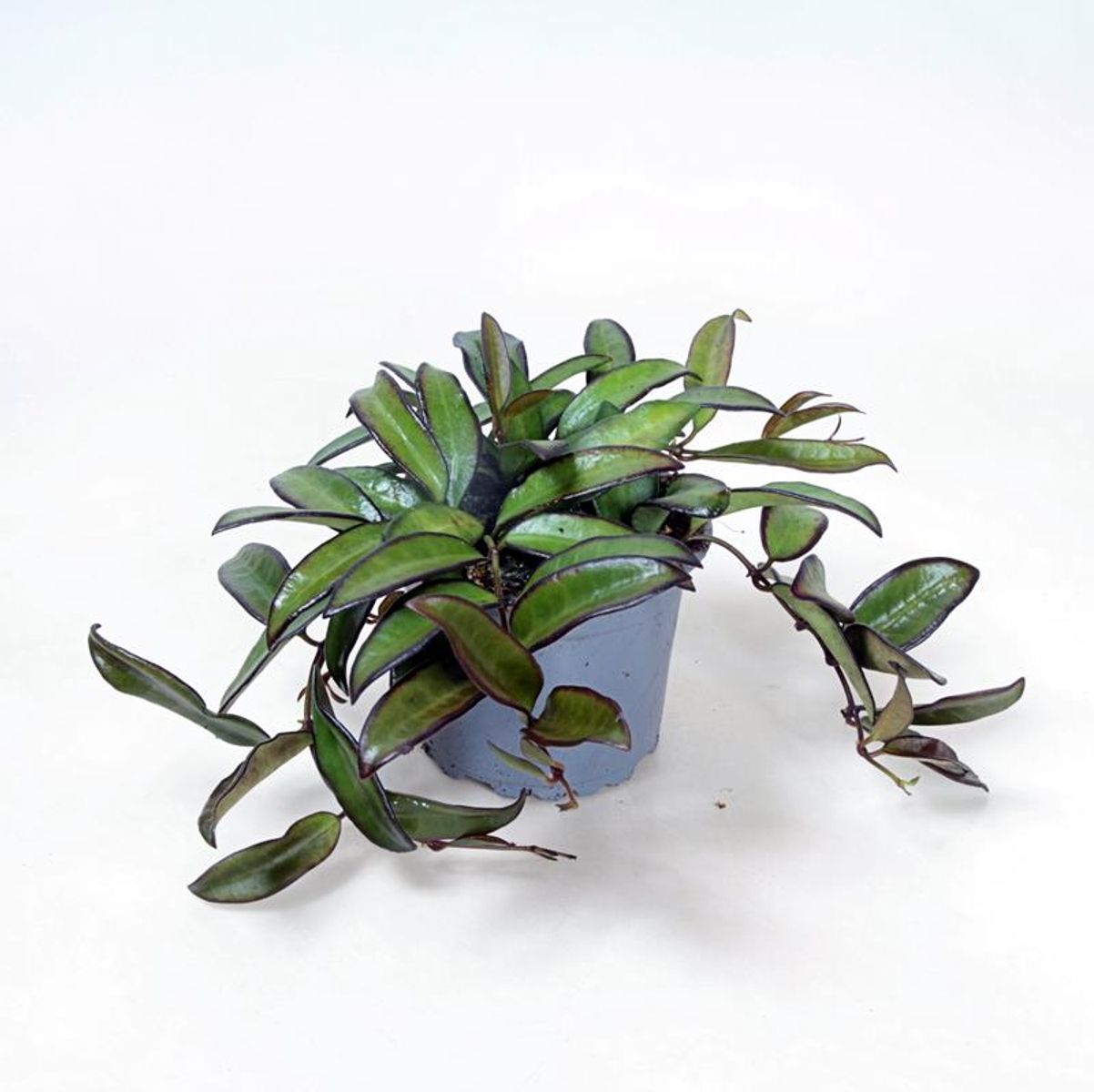 Hoya Rosita Planta Suculenta Colgante Flor De Cera Ø6