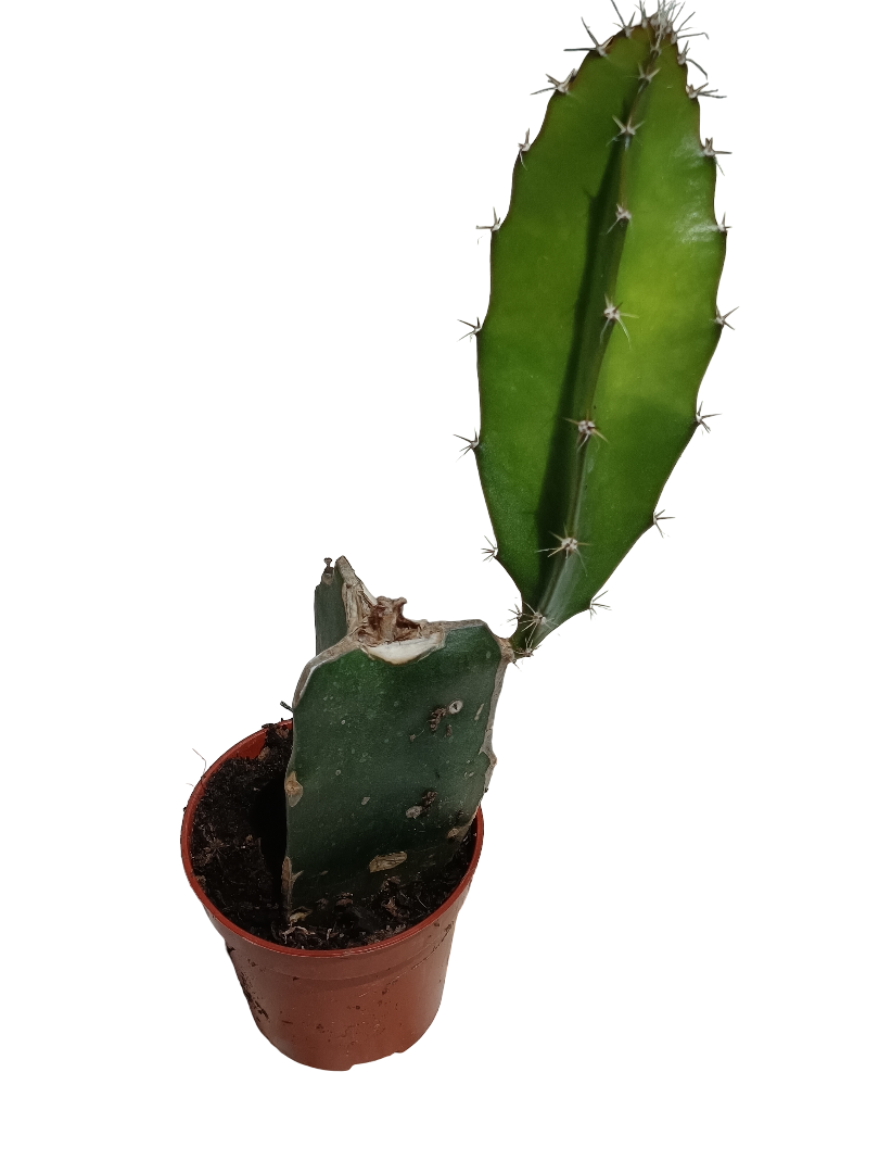 Pitaya Cactus De Sol Planta Del Dragón Ø5_0