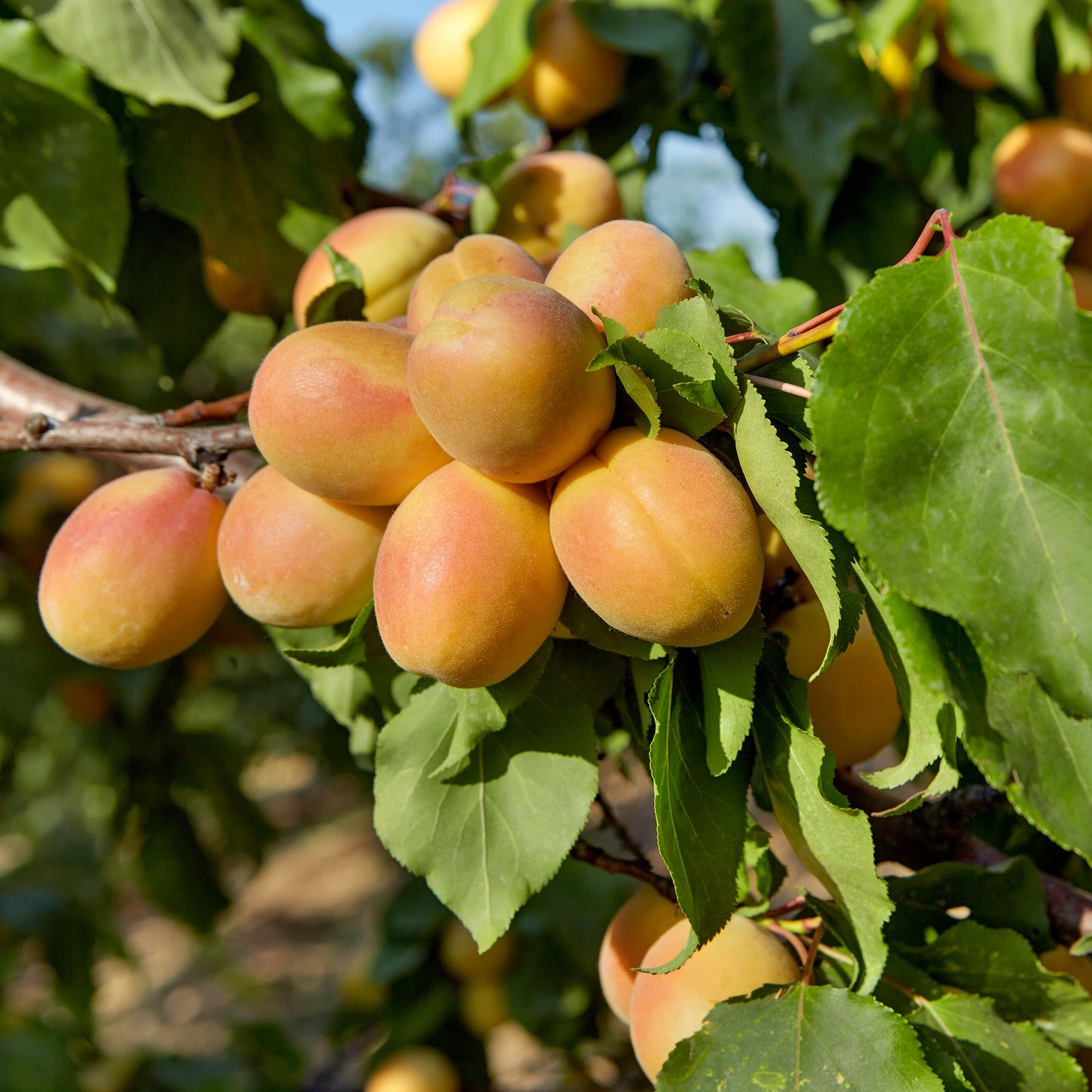 Frutal Albaricoquero Currot - Planta Natural - Maceta 26cm - Altura Aprox. 120/150