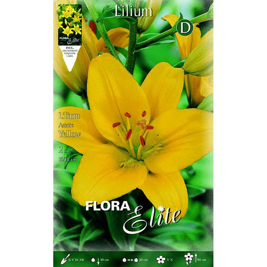 Bulbo Lilium asiatic amarillo 2 uds