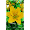 Bulbo Lilium asiatic amarillo 2 uds
