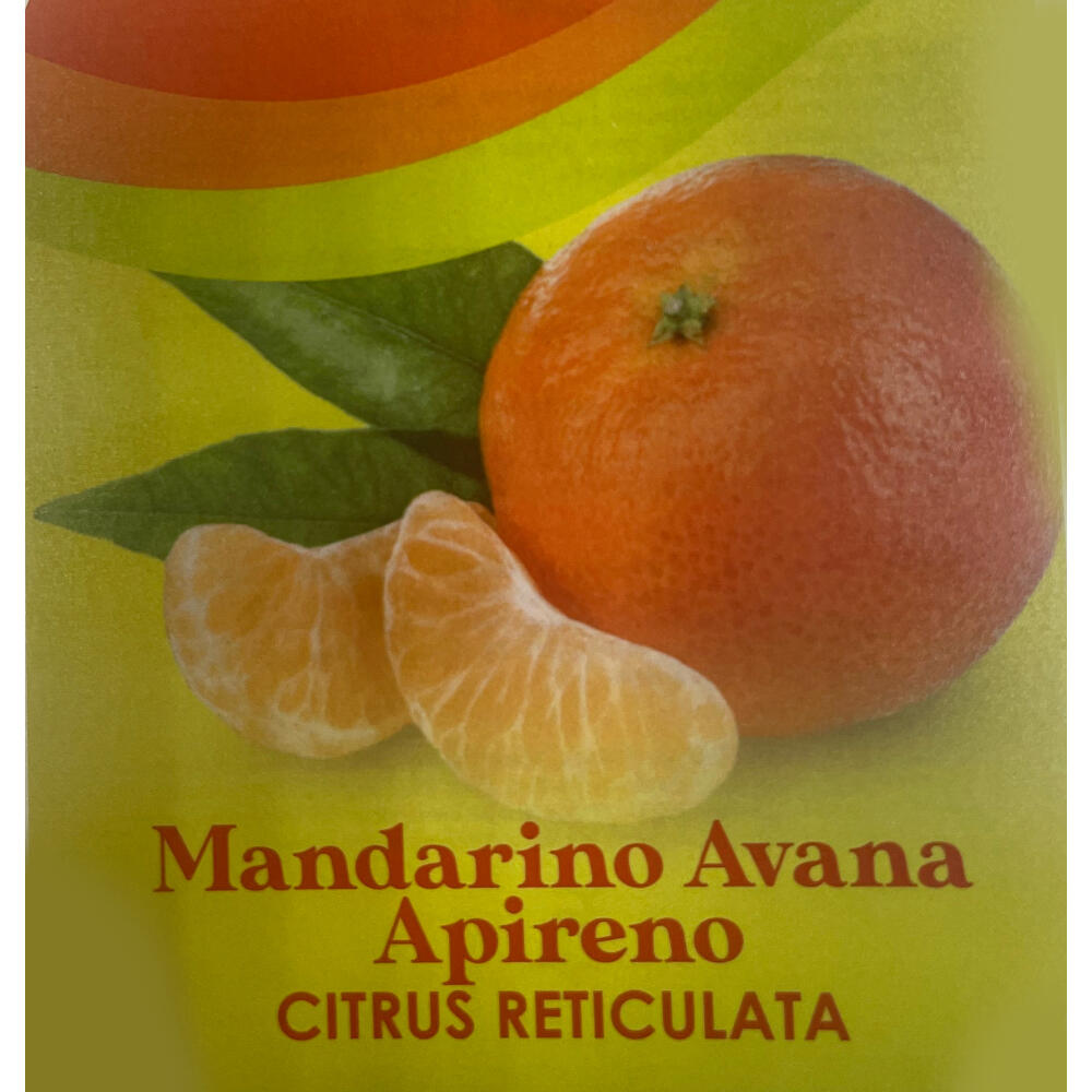 Mandarino Tardio Copa M26 130cm