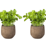 Pack 2   -planta Albahaca  - Maceta 10 Cm  -hierba Aromática