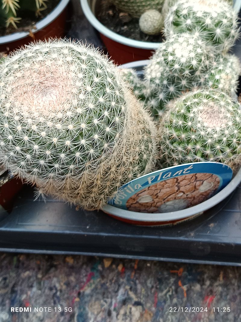 Cactus Y Suculenta Planta Grande Ø13 ☼ Ref026