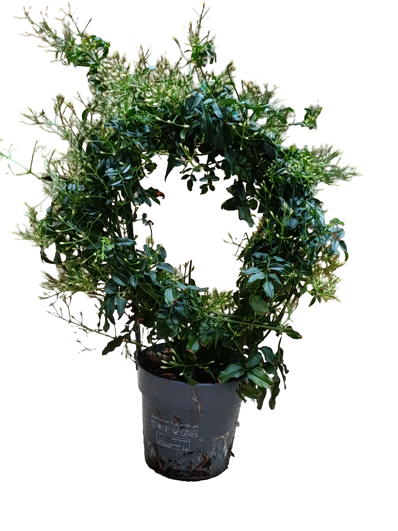 Jasmin Polytanthum Blanco Planta De Flor Ø12 Jazmin_0