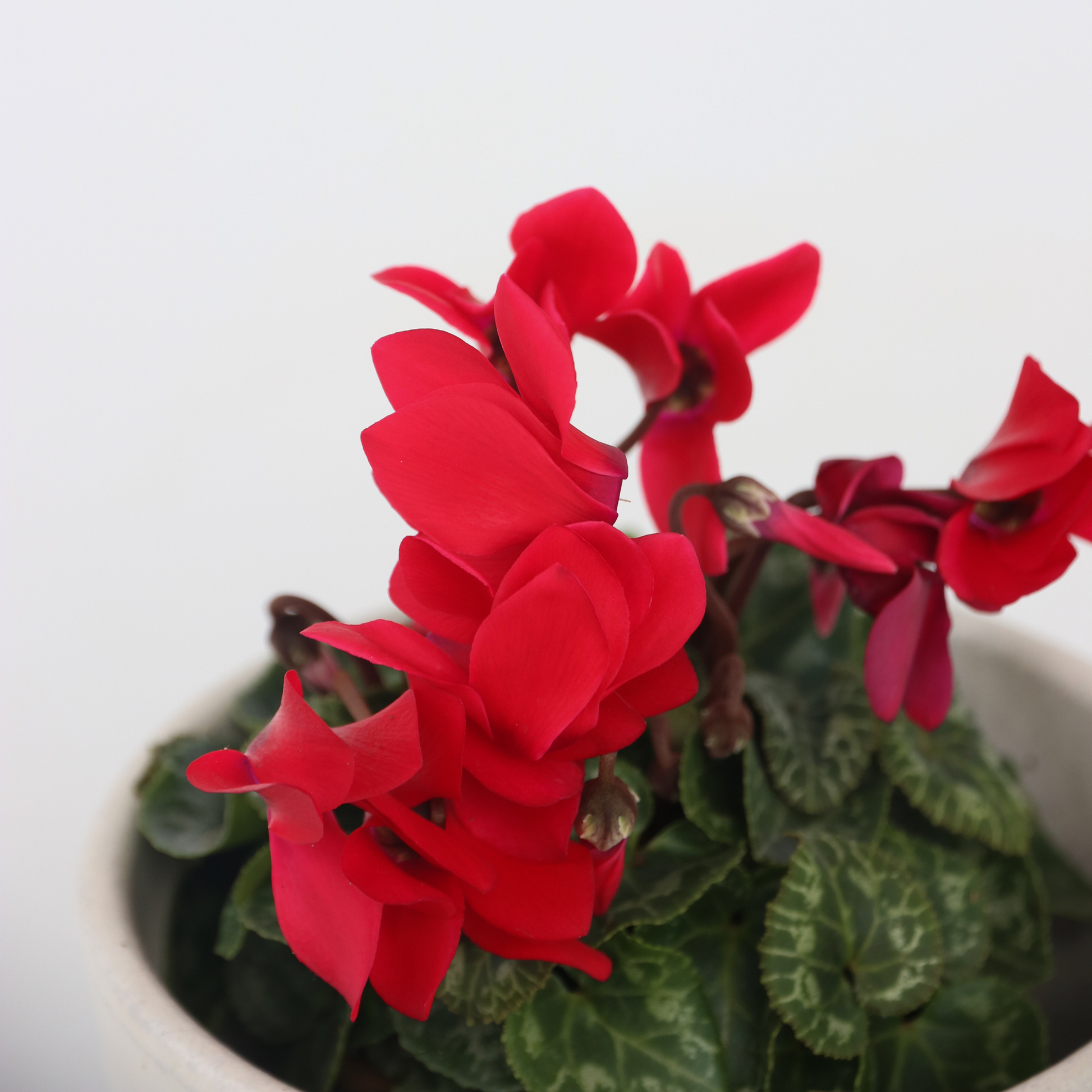 Violeta De Persia - 6 Pzs - Cyclamen 'winfall Scarlet' - Altura 10-20cm - ⌀9cm