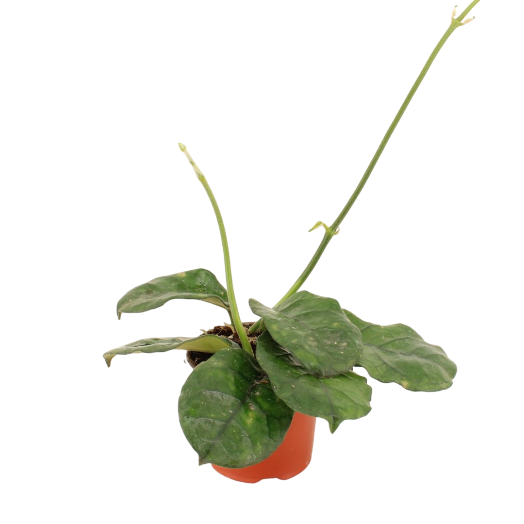 Hoya Villosa Planta Suculenta Colgante Flor De Cera Ø9