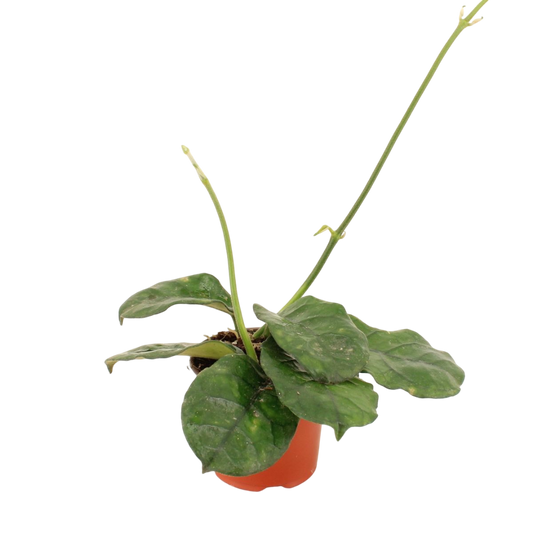 Hoya Villosa Planta Suculenta Colgante Flor De Cera Ø9