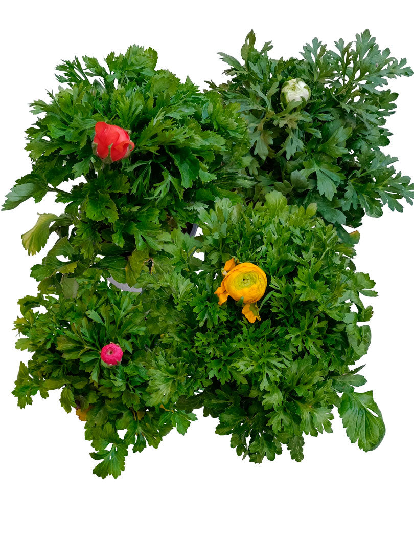 Planta Ranunculo Ø14 De Flor Surtida Aleatoriia_0