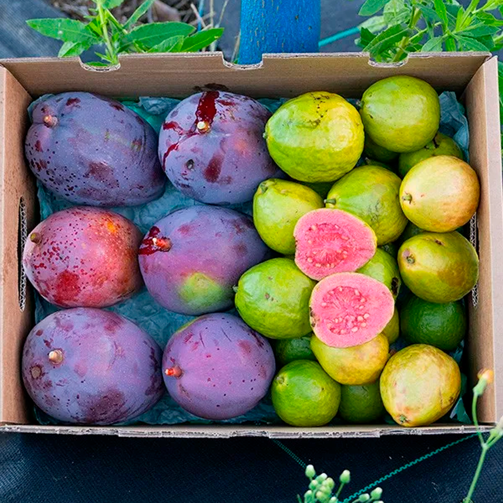 Caja 4kg Mix Guayabas Y Mangos Tropitop (2kg De Cada Fruta)