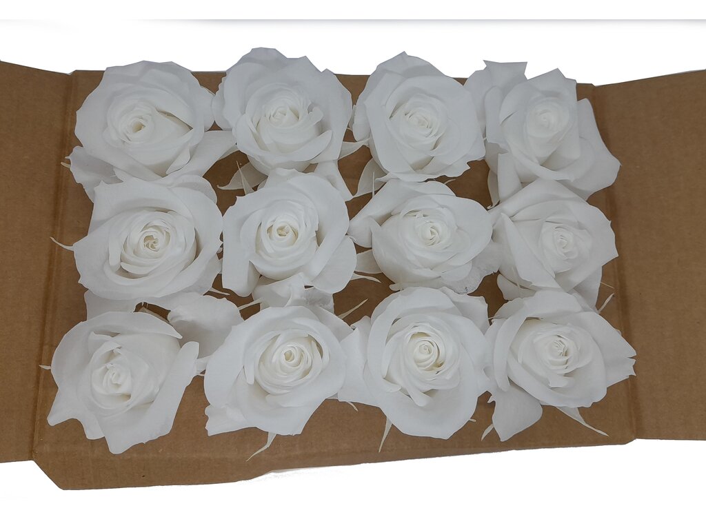 Mundo Eterno Rosas Blancas Preservadas 12 Unidades 3-4cm
