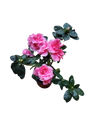 Planta AZALEA de Flor ROSA ideal para Jardines y para Bonsai