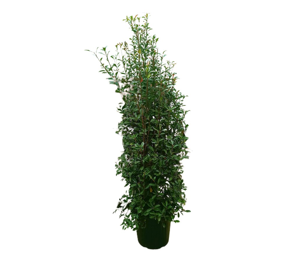 Photinia Fraseri Carré Rouge M50 220-250cm_0