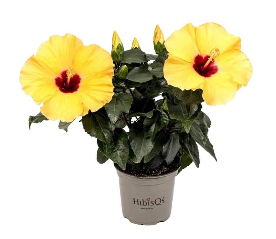Planta Natural Hibiscus Rosa-sinensis 'adonicus Yellow'ø 13 Alt. 27 - 37_0