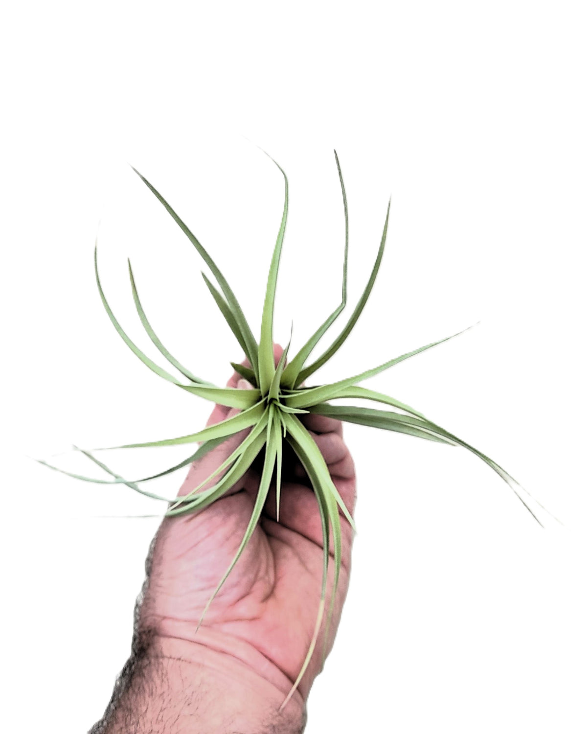Tillandsia aeranthos 'Joseli'; planta del aire de flores claras; Curiosarium; altura 15 cm, diámetro 25 cm_2