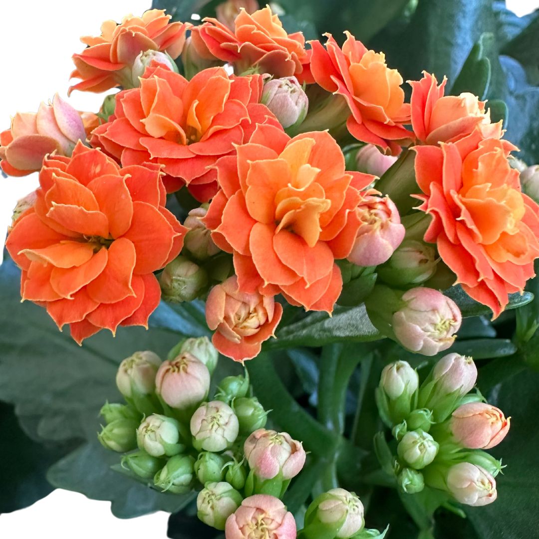 Kalanchoe Flor De La Fortuna (kalanchoe Blossfeldiana) Maceta De 9cm_1