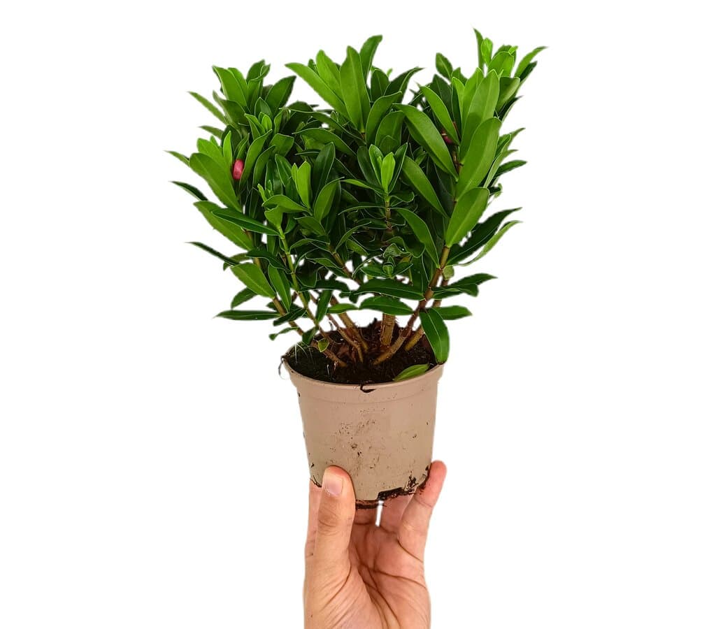 Hebe Variado M10_0