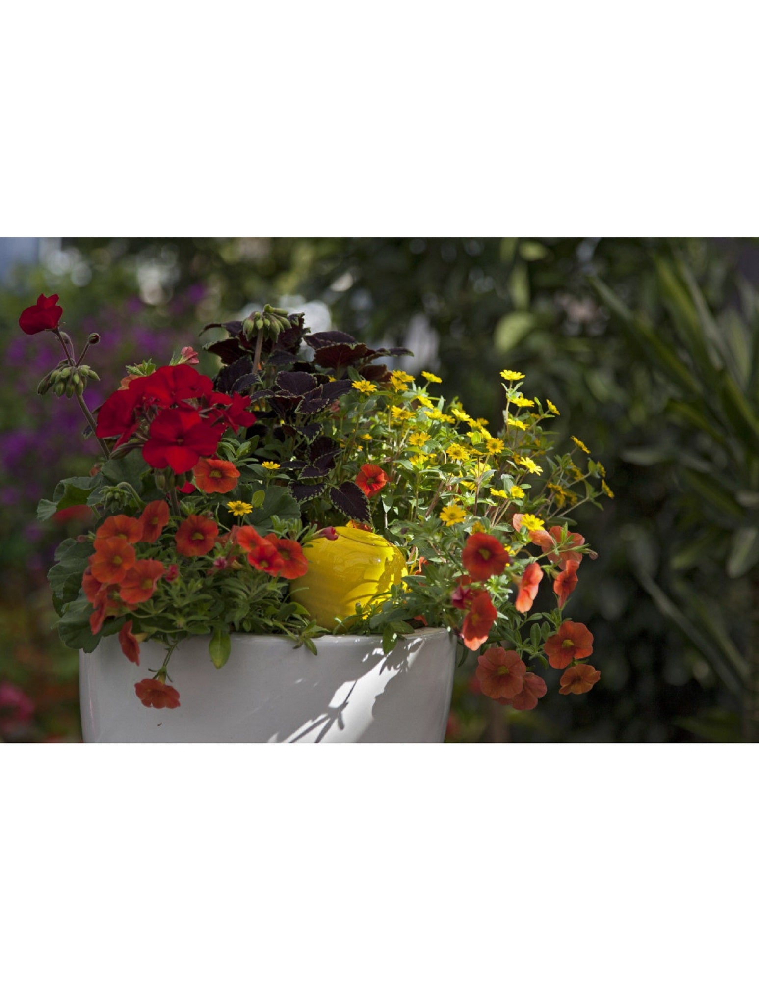 Regadera Cerámica Oyas Para Plantar S - Amarillo.