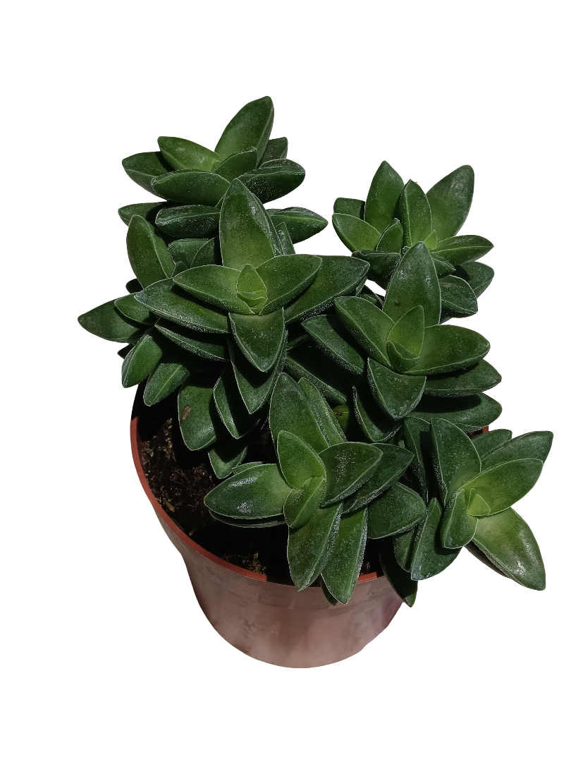 Crassula Springtime Planta Suculenta Ø8 Cm