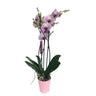 Orquidea Phalaenopsis Cleveland 2/3 Tallos M12 70cm