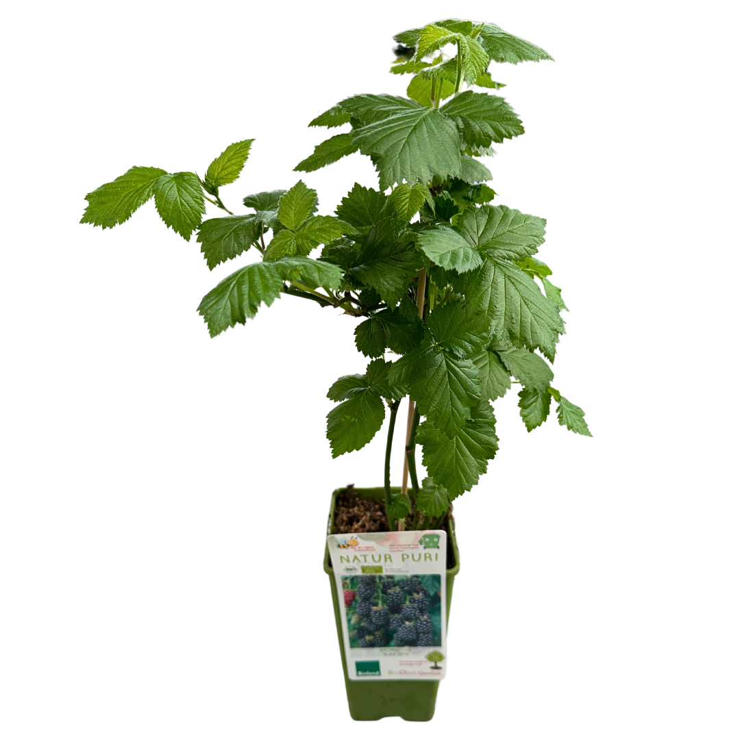 Frambuesa Roja En Maceta De 2l