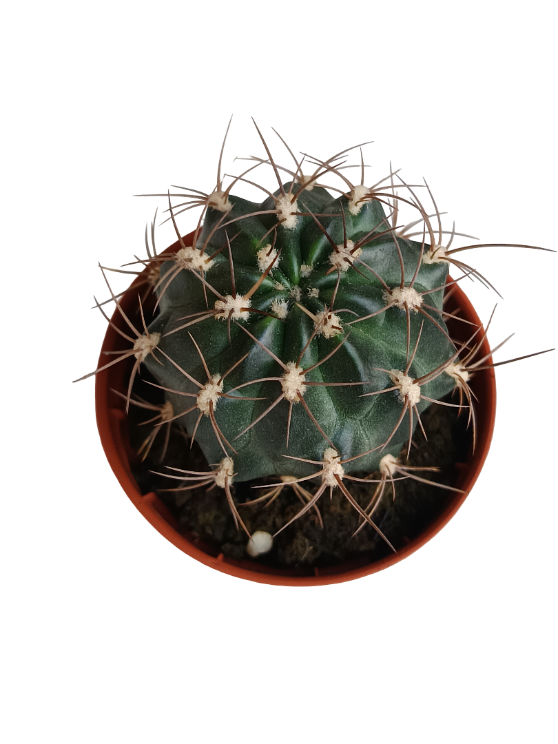 Melocactus Macrodiscus Cactus Pequeño Ø5_0