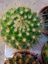 Parodia Penicillata Cactus Ø5 Cm