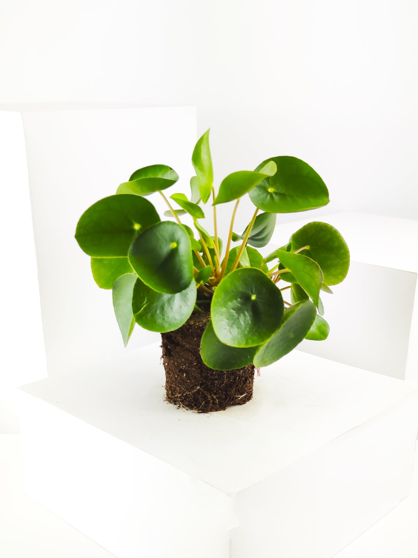 Pilea Peperomioides | Altura 25cm - Maceta 12cm