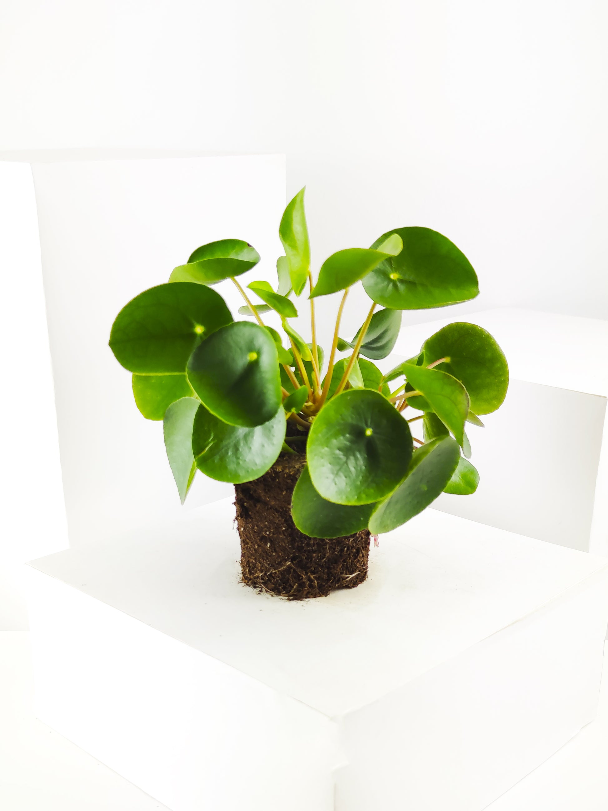 Pilea Peperomioides | Altura 25cm - Maceta 12cm