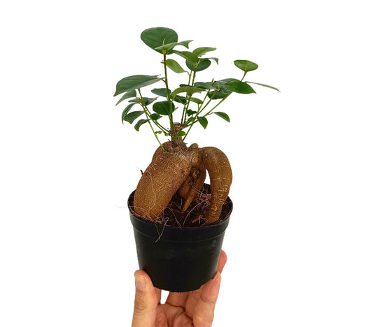 Bonsai Ficus Microcarpa Ginseng M8.5
