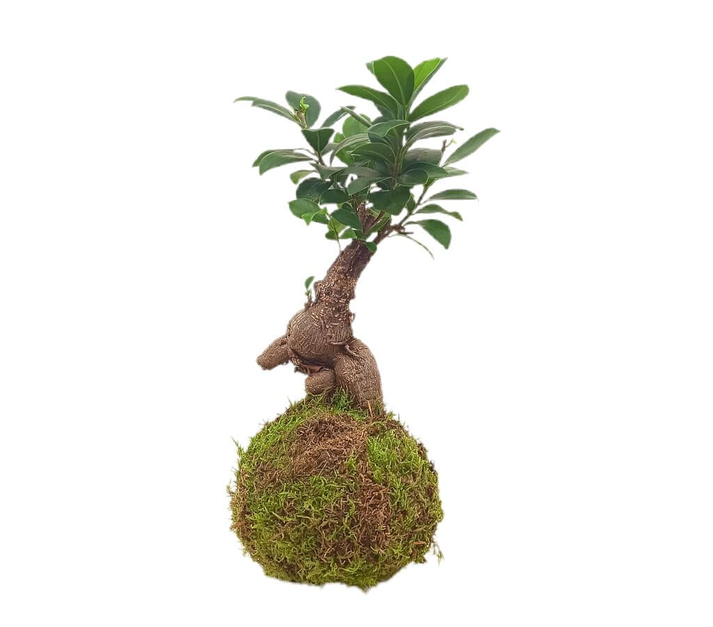 Kokedama Ficus Ginseng 30cm_1