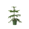 Arbolapp Canarias - Araucaria Heterophylla - Altura 45-55cm - ⌀14cm