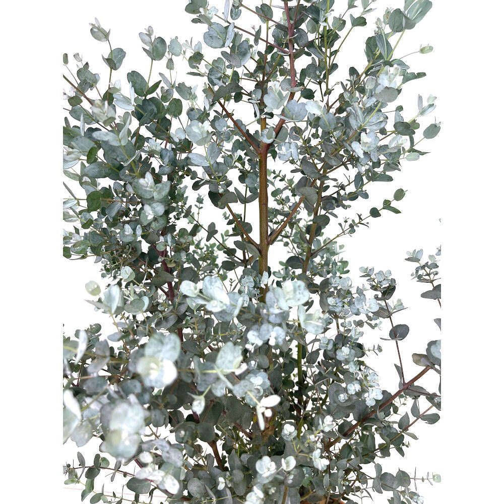 Eucalyptus Gunni Azura M22 50-60cm_1