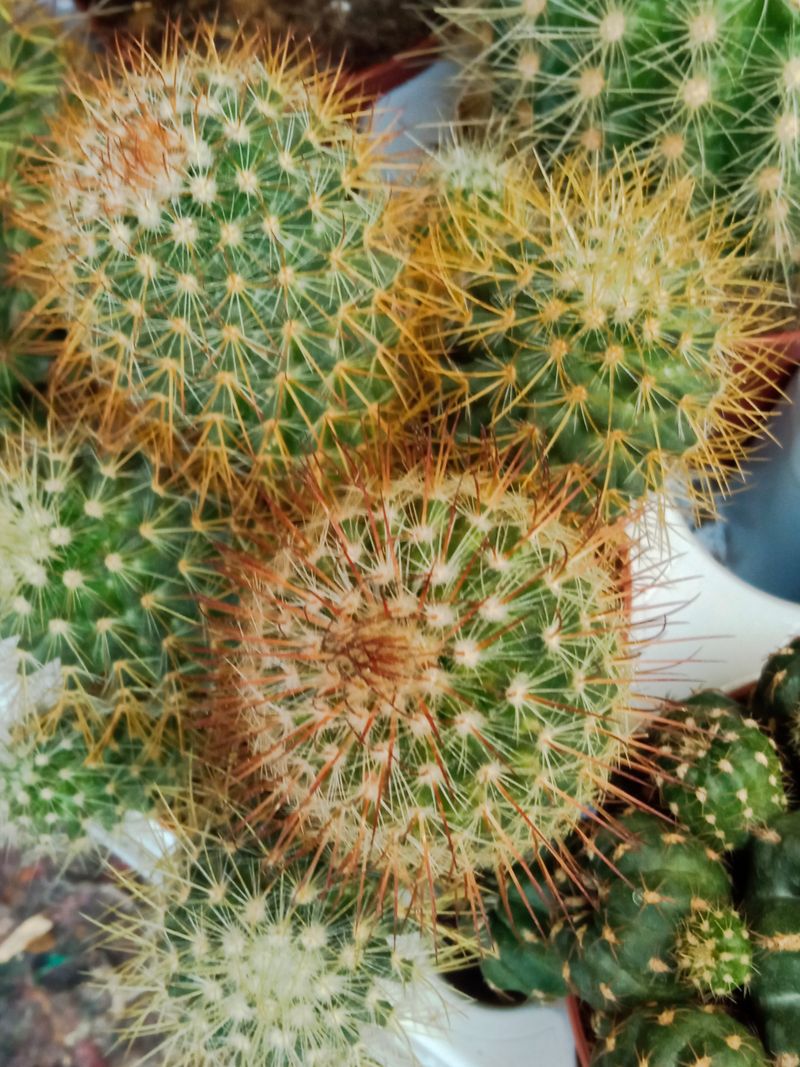 Suculentas Y Cactus Variedad #70 Planta Sin Id_0