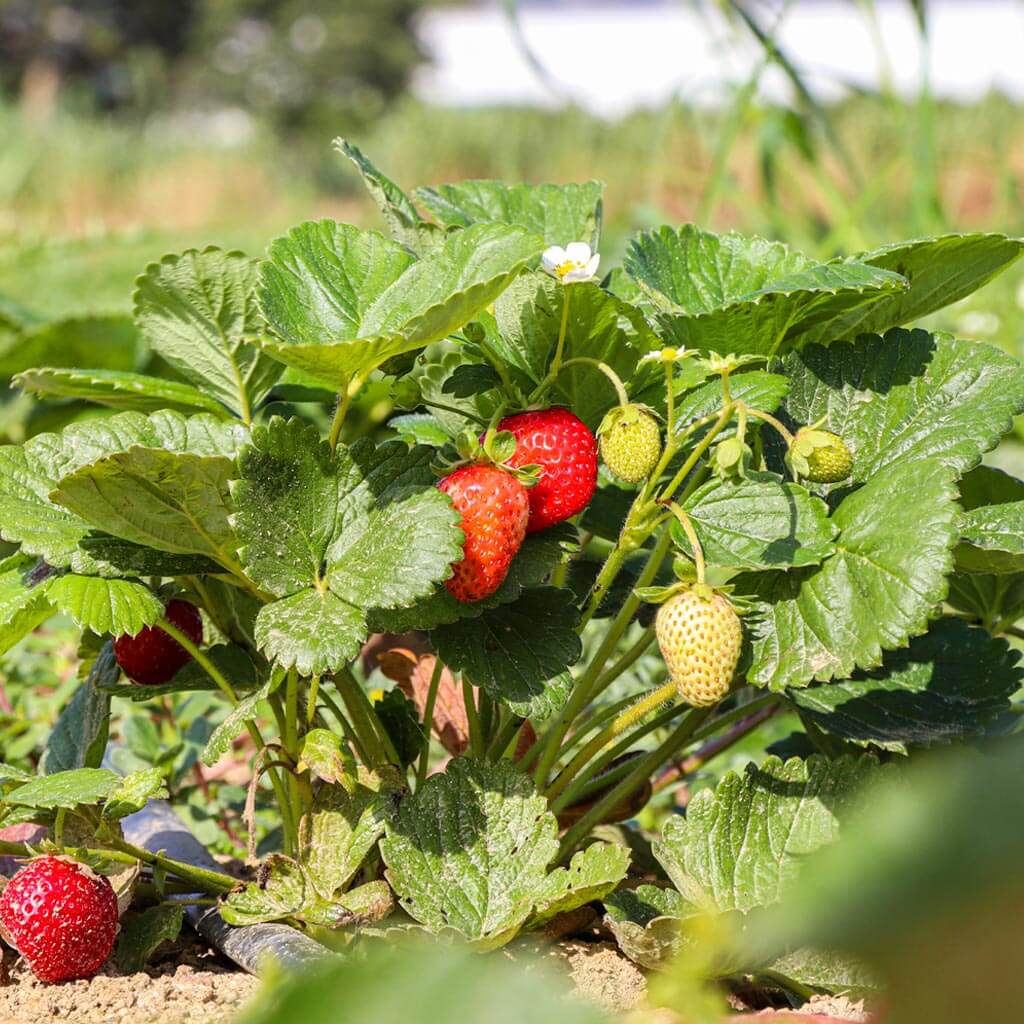Plantón Fresa Cuatro Estaciones 4 Unidades - Plantabo_1