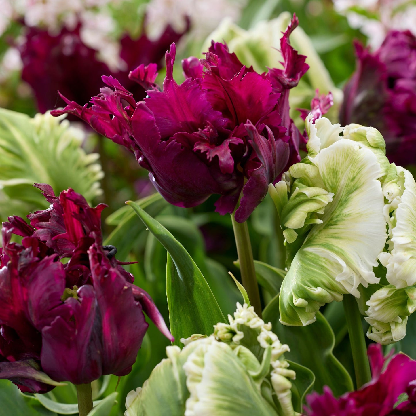 Bulbos De Tulipán - 14 Pzs - Tulipa 'parrot Negrita' - Bulbos De Flores
