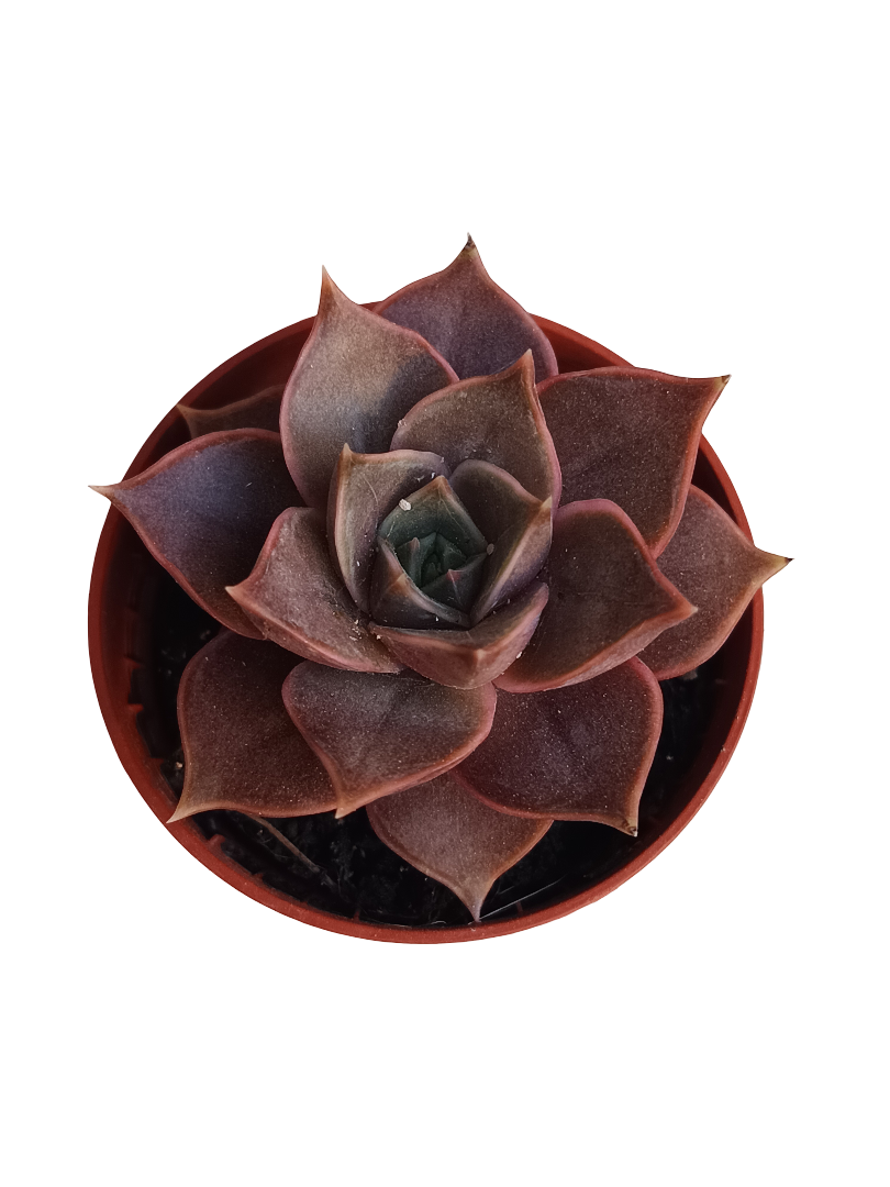 Echeveria Impi Mini Planta Suculenta Ø5