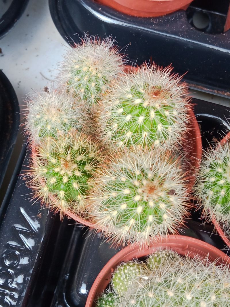 Plantas Suculentas Y Cactus A Elegir Ø5 Cm #ref60