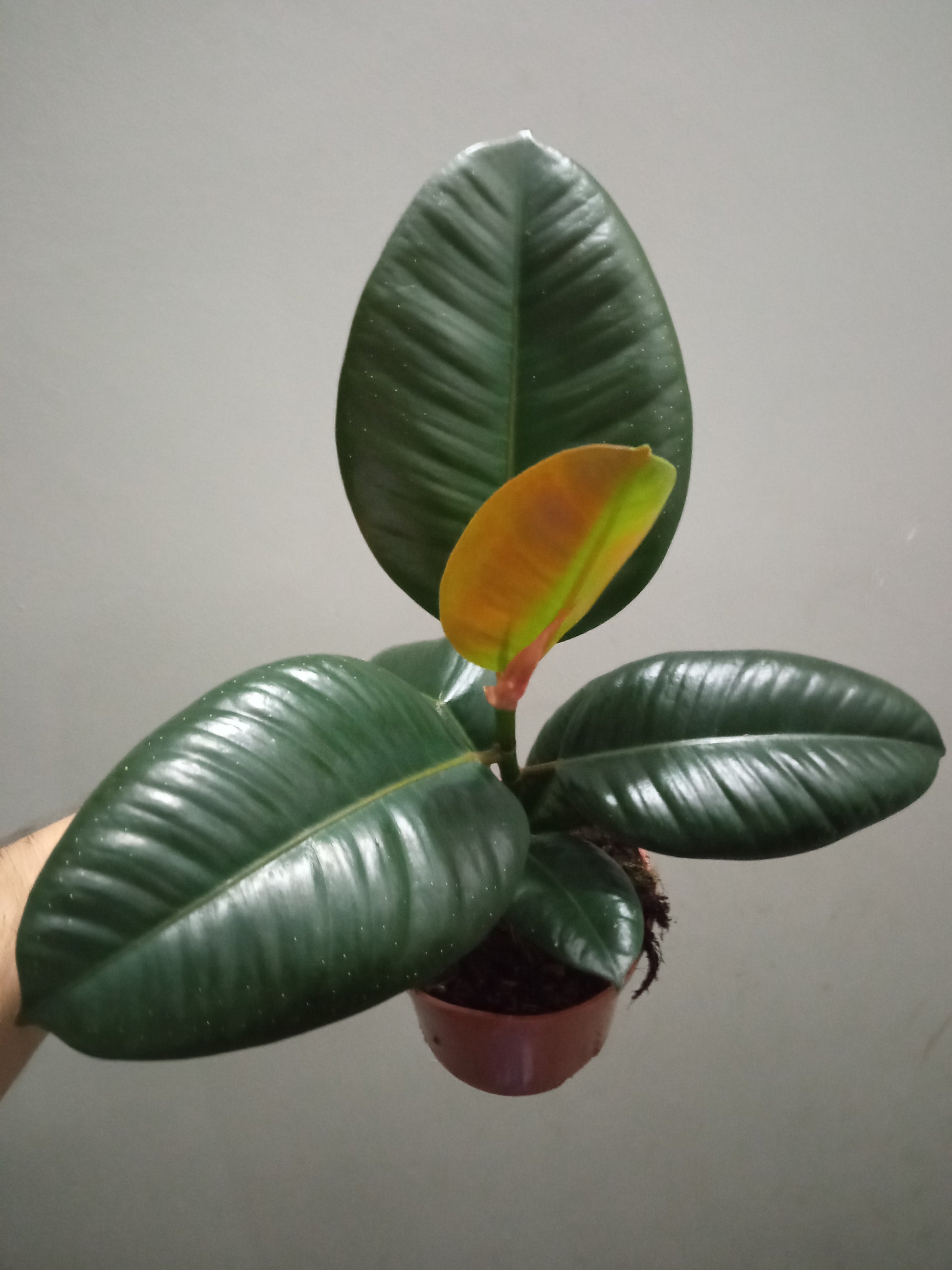 Ficus Elastica Robusta Planta De Interior Grande