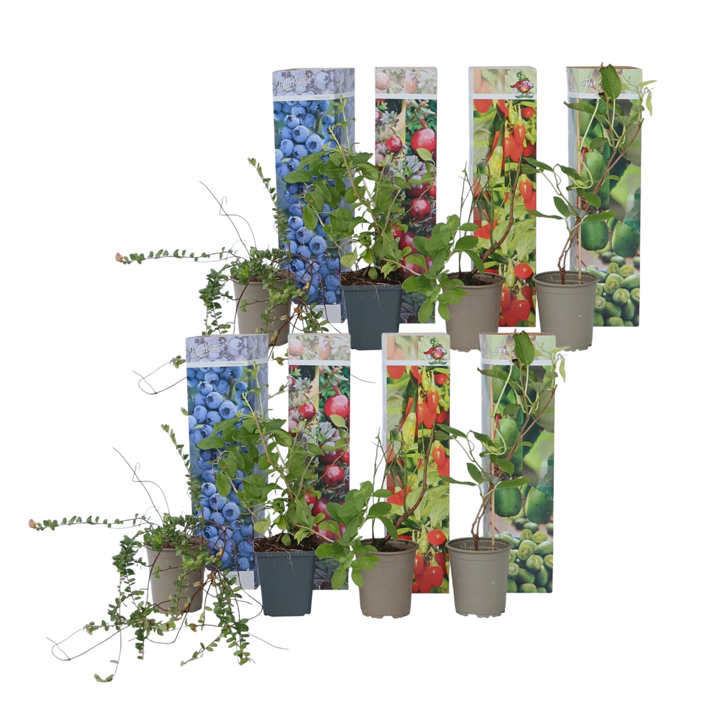 Mezcla Para Batidos - 8 Pzs - Actinidia Vaccinium Lycium - A25-40cm - ⌀9cm