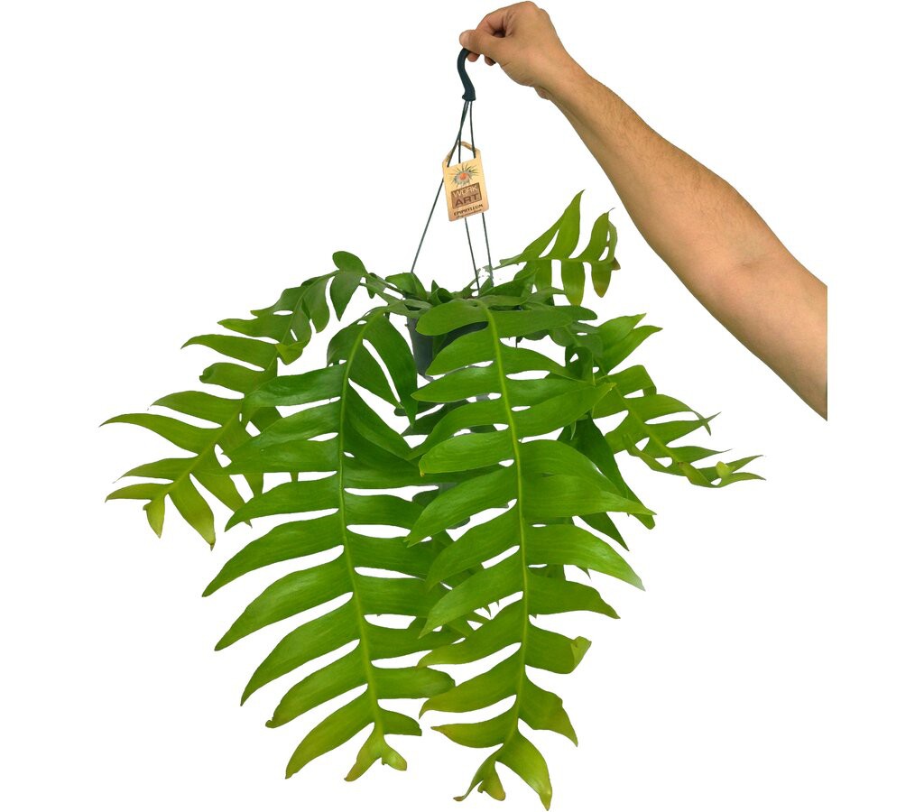 Cactus Natural Colgante Epiphyllum Chrysocardium M14_0